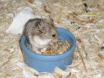 Picture of a Roborovski Dwarf Hamster